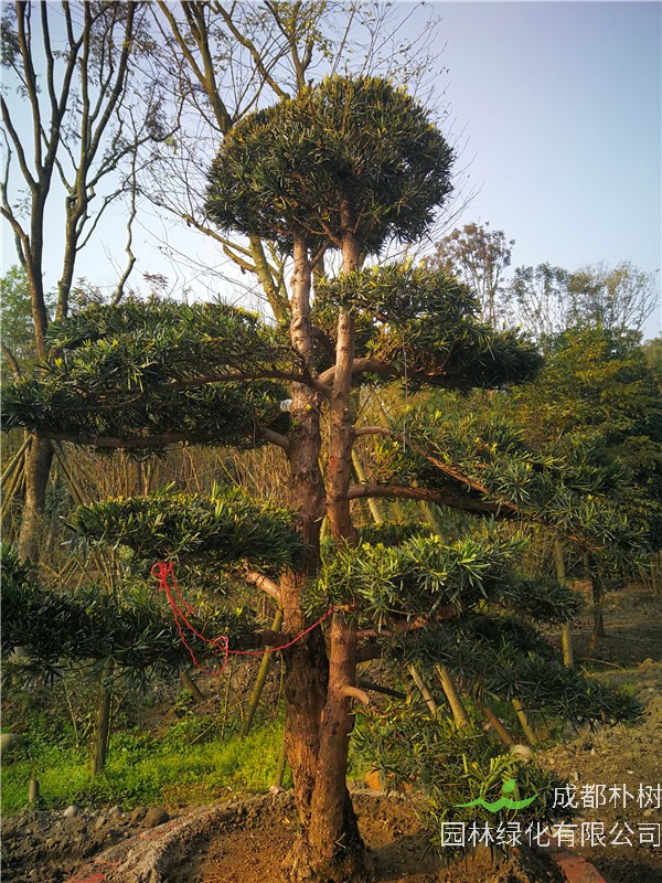 温江苗木基地罗汉松【苗圃种植基地直销】24公分价格32000-36000元